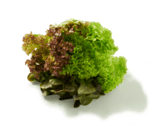 Salat Trio