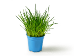 Schnittlauch