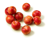 Aprikose