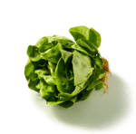 Kopfsalat