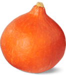 Hokkaido Kürbis