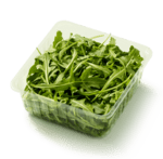 Rucola